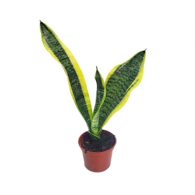 【Gardeners】美葉虎尾蘭 3吋盆-1入室內植物/綠化植物/觀葉植物
