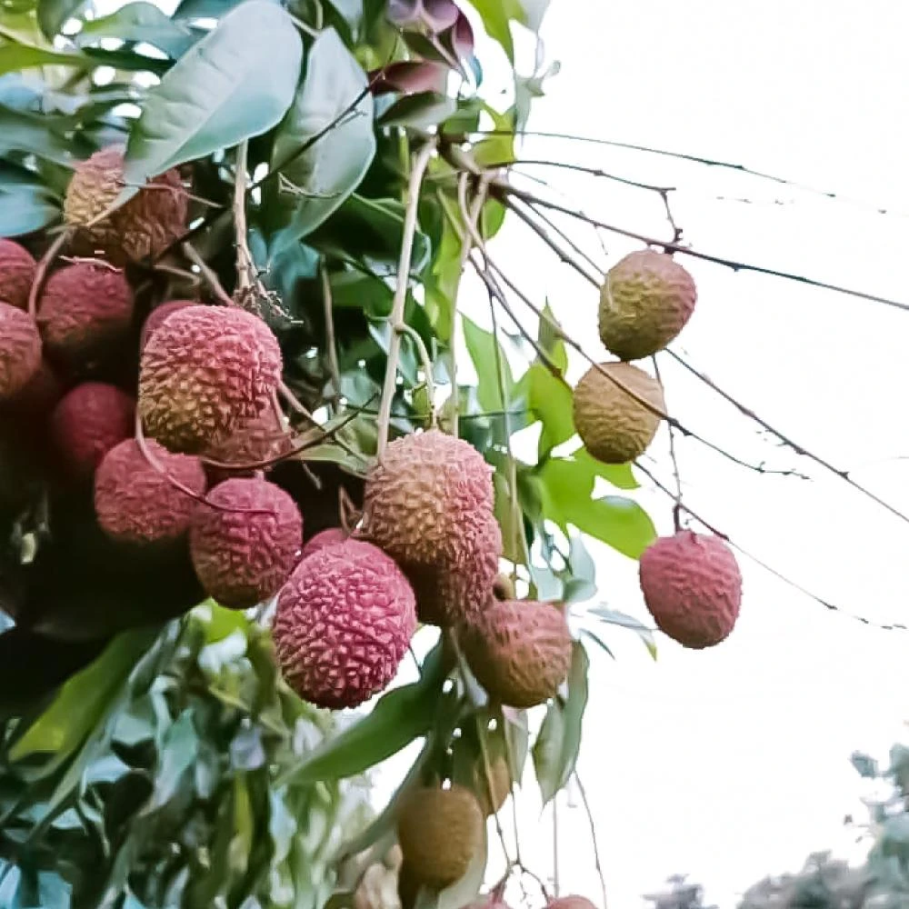【小麥購物】高雄大樹玉荷包 3台斤 5台斤 不含枝 荔枝 產地直銷 玉荷包 水果 台灣農產 伴手禮 農產品