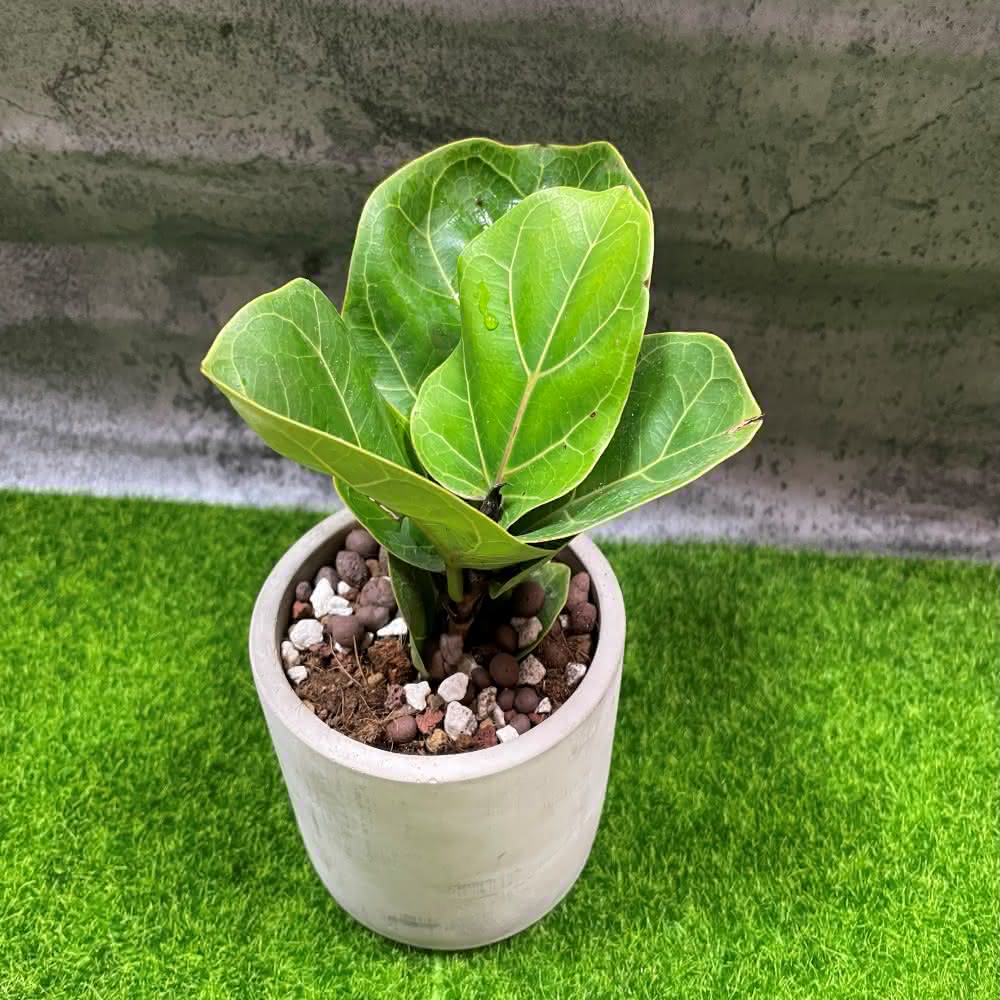 《斑啾植選》青山盆｜琴葉榕｜Ficus lyrata(觀葉植物｜INS｜水泥盆器｜居家擺設｜婚禮小物)
