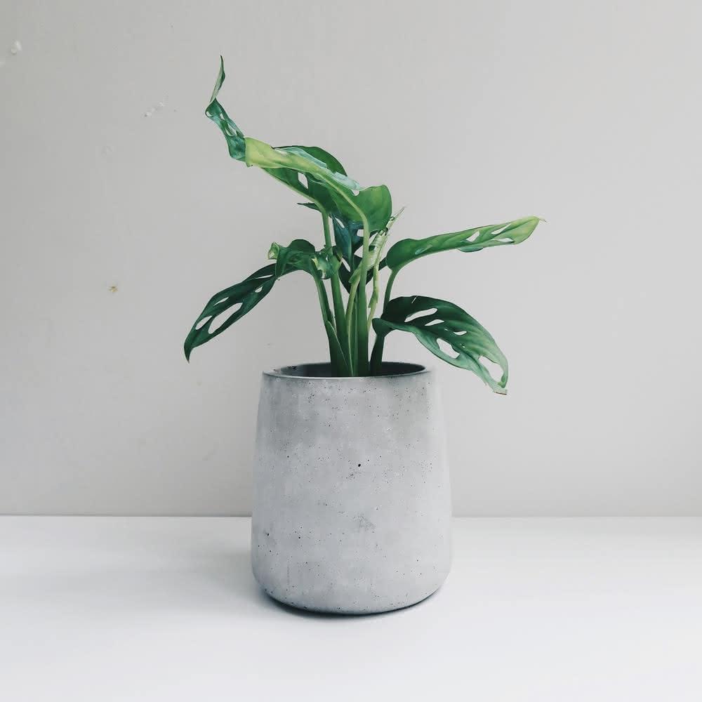 白磁花盆、花器 花器 | studio bwanji