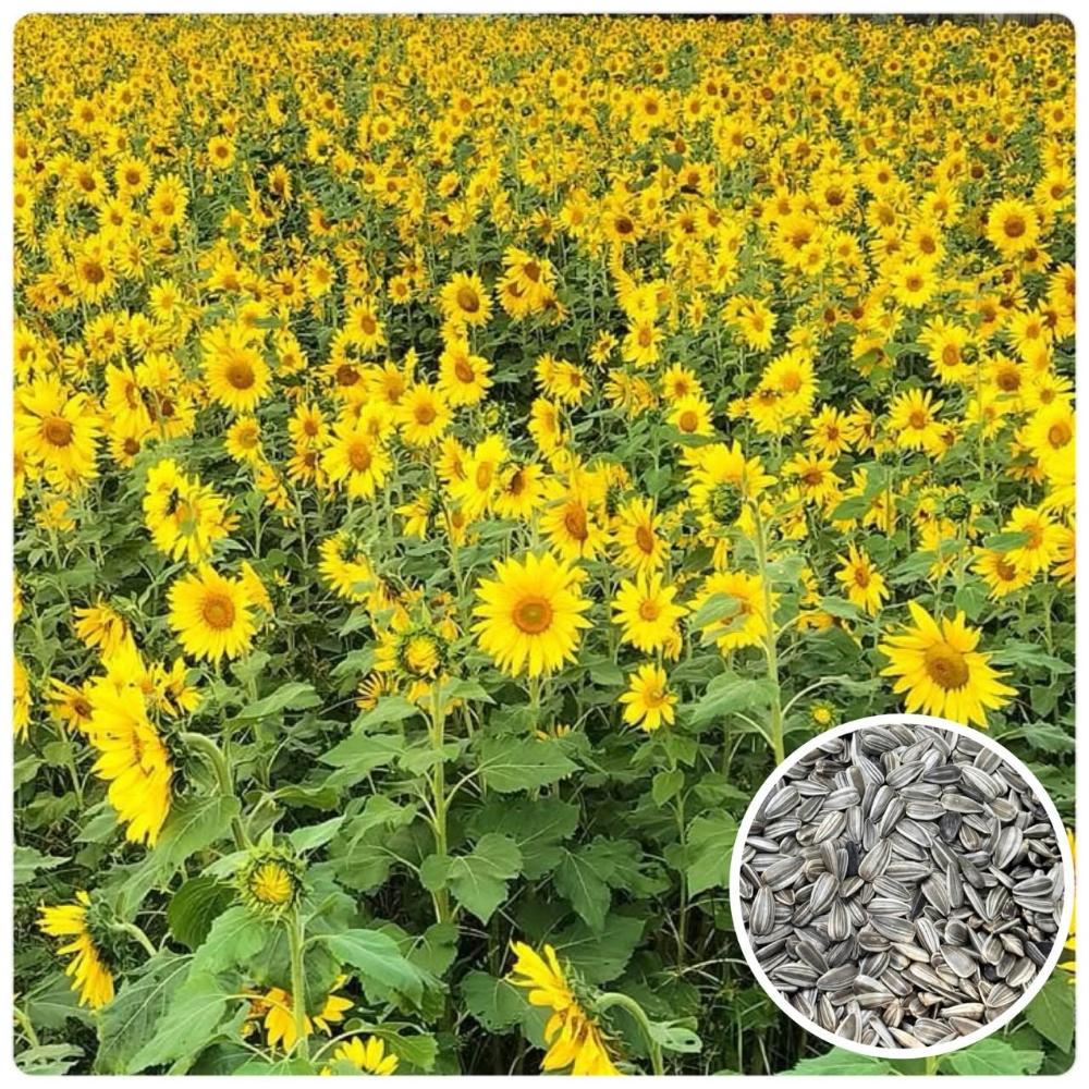 天橙種子】向日葵種子1公斤花海景觀種子田間/景觀/綠肥用全年可播種新