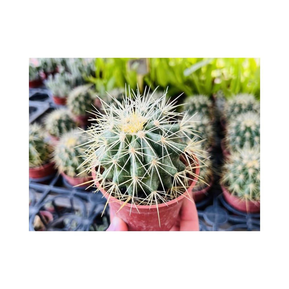 三寸盆金虎仙人掌多肉植物現貨