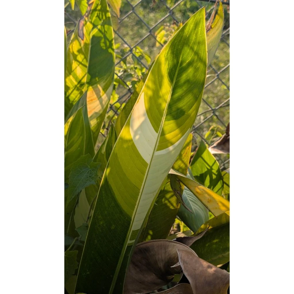 【RITAO CHAN公式アカウント04】◆端渓硯（鷓鴣斑・蕉葉白／十吋） Heliconia 'Variegated Nickeriensis' 斑葉鳥蕉（不能水培）