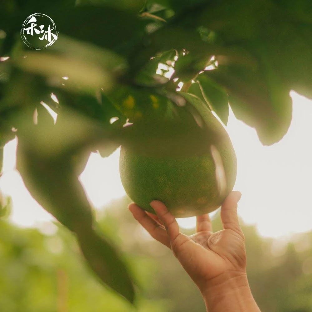 文旦柚子,水果,蔬菜水果,生鮮- momo購物網- 好評推薦-2026年1月