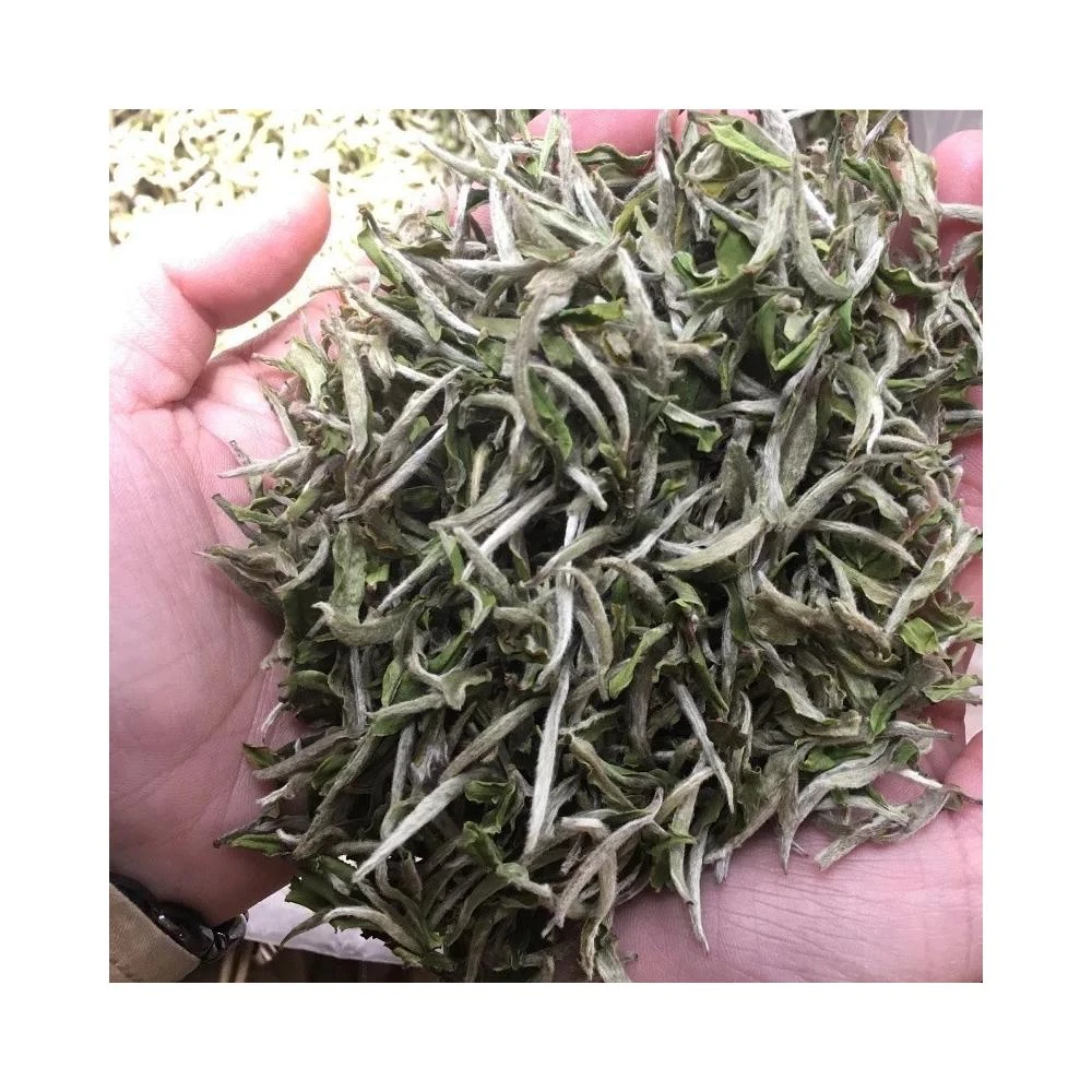 陳一凡品牌】特級白毫銀針正宗特級高山白豪銀針茶葉老白茶濃香型