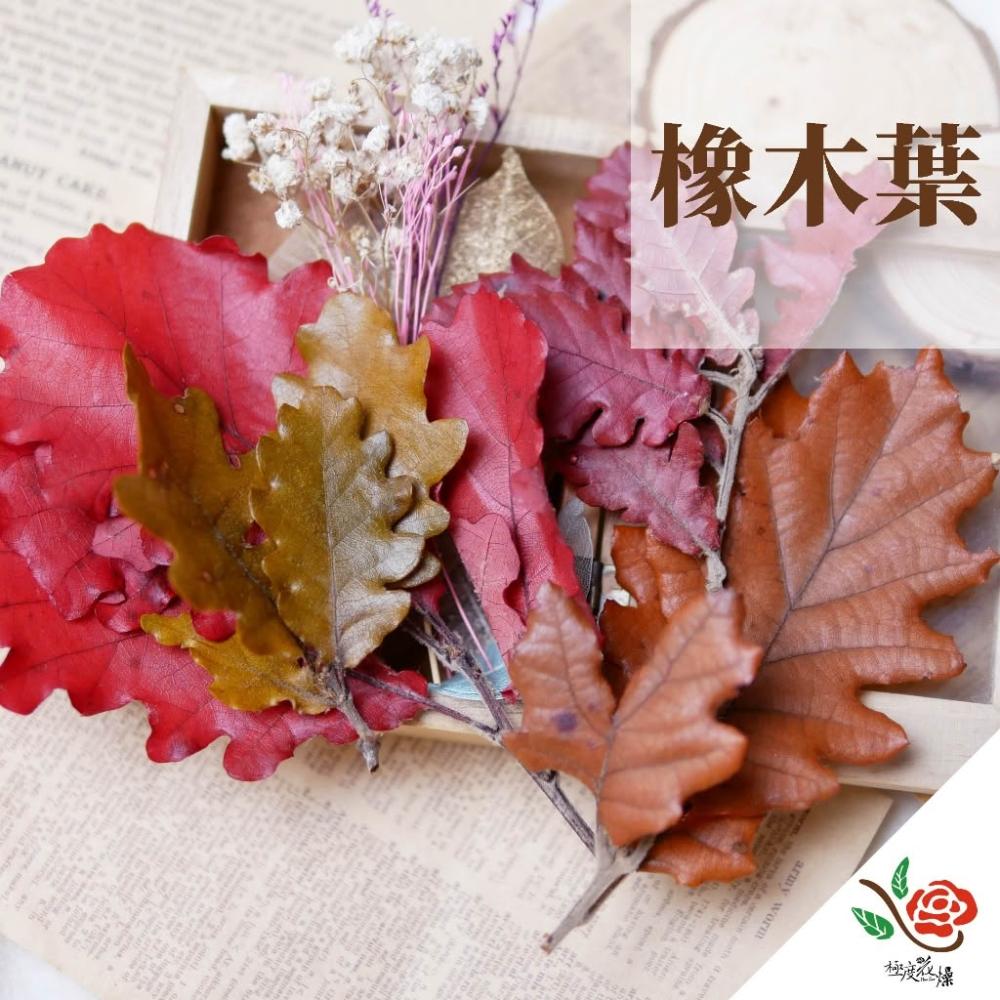 義大利進口 永生橡樹葉 橡木葉 極度花燥 花材 葉材 永生花 乾燥花 不凋花 橡樹葉 像樹 畢業季 畢業 七夕 情人節