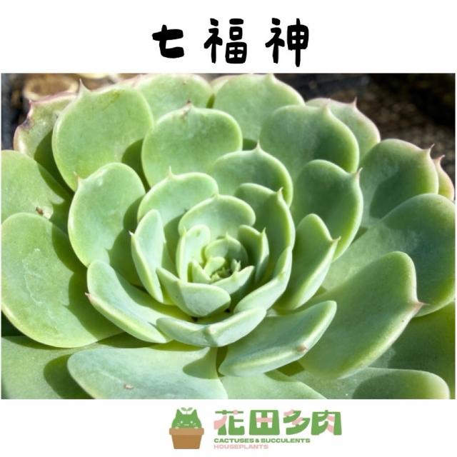 花田多肉》🌵【七福神】 3吋盆多肉植物/多肉/戶外植物/景天科