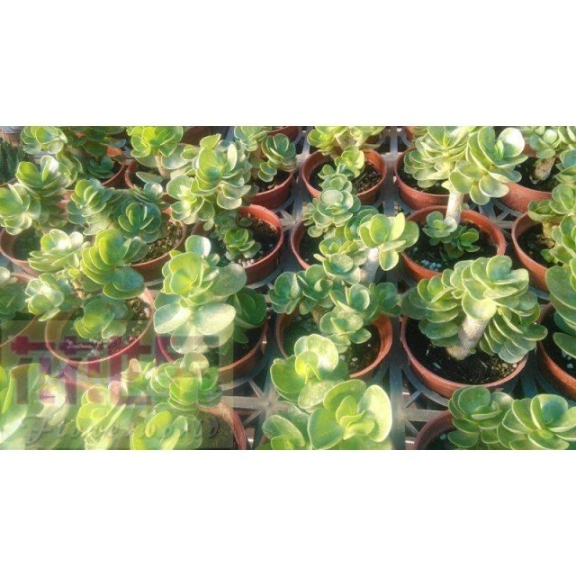 花森好市-多肉植物*雲葉聚財(單/多株)*  -金錢木-雲葉古木/3吋盆/高5-10cm/ 造型有趣 *依農場現貨出貨*