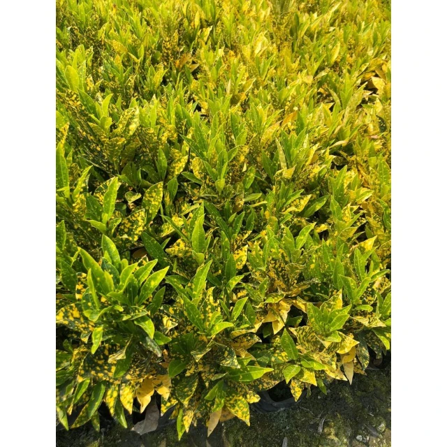 花森好市-綠籬植物*灑金變葉木苗(單盆)* 3吋黑軟盆/高10-15cm/色彩鮮豔明亮/MA
