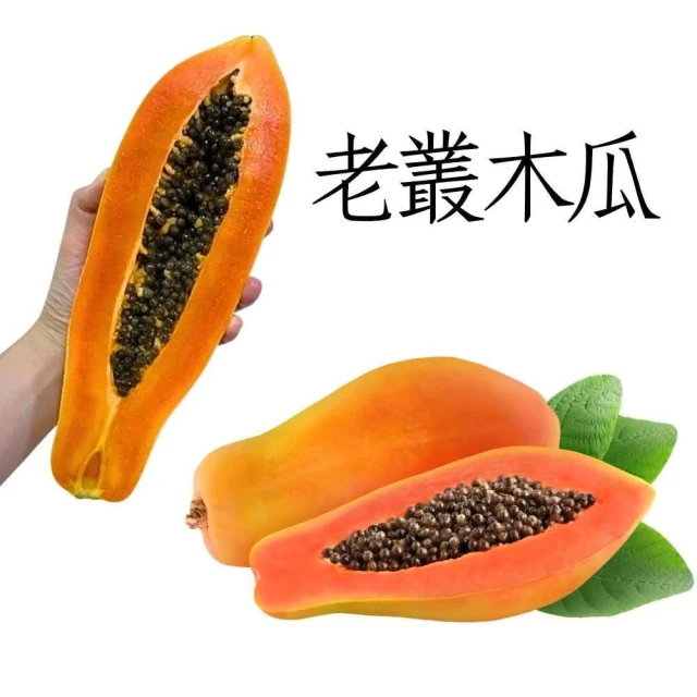 屏東老叢木瓜 網室木瓜台農2號 5-20台斤 自產自銷(小農產地直銷 木瓜 口感綿密)