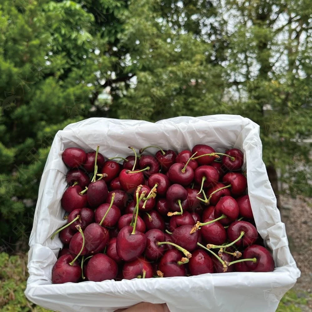 【水果狼】智利櫻桃禮盒 1kg/2kg 水果禮盒