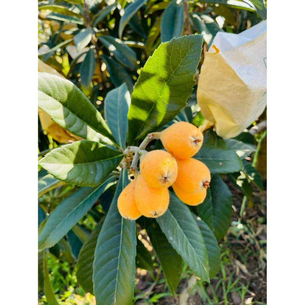 【莎莉嚴選】黃金茂木枇杷  黃金茂木枇杷｜每一粒都慢慢來~~ 12粒/ 盒 / 400g
