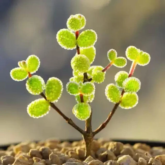 苔鑽🍀枝幹番杏 糖枝 /蜜橘糖球 /紅寶石糖球 /紅葉糖球/塊根植物/稀珍多肉/多肉植物