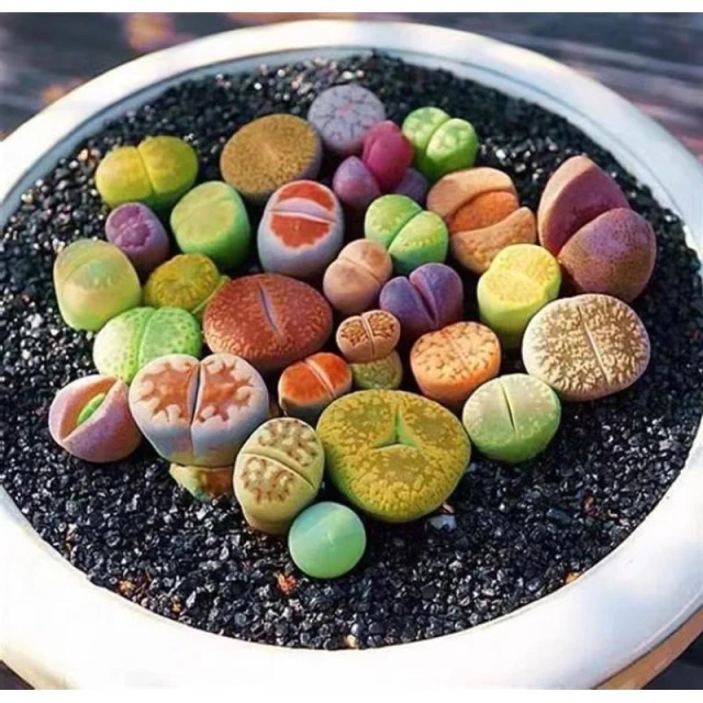 苔鑽🍀生石花 屁股花 石頭玉/植株約0.3～1.6公分/多肉植物/觀葉植物/塊根/辦公室小物/家庭植栽/室內外皆可