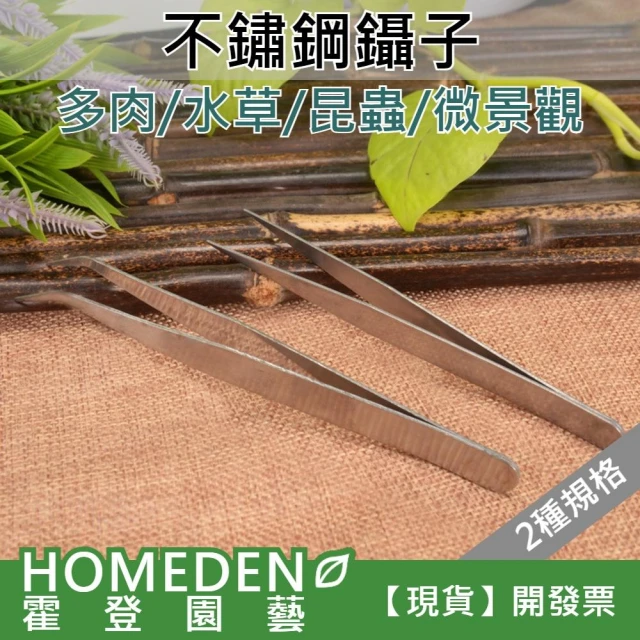 不鏽鋼鑷子 兩種長度 園藝工具 水草夾 餵食夾 多肉植物工具 夾子 彎頭 直頭【HOMEDEN霍登園藝】