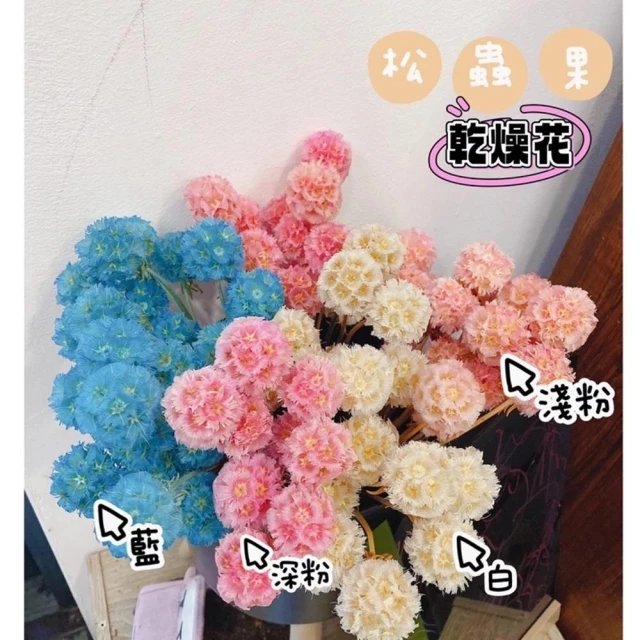風車果 松蟲果 乾燥花 永生花 DIY花材 玻璃罩 材料 拍照道具 花束 居家裝飾